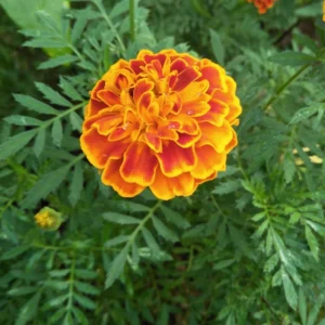 Marigold Plant Live Flowers - 4 Inch Potted Garden Plant