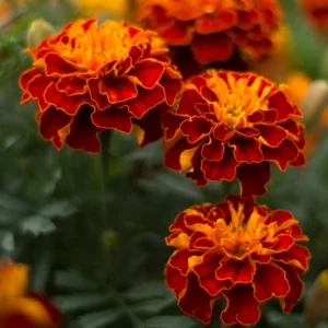 Marigold Plant Live Flowers - 4 Inch Potted Garden Plant