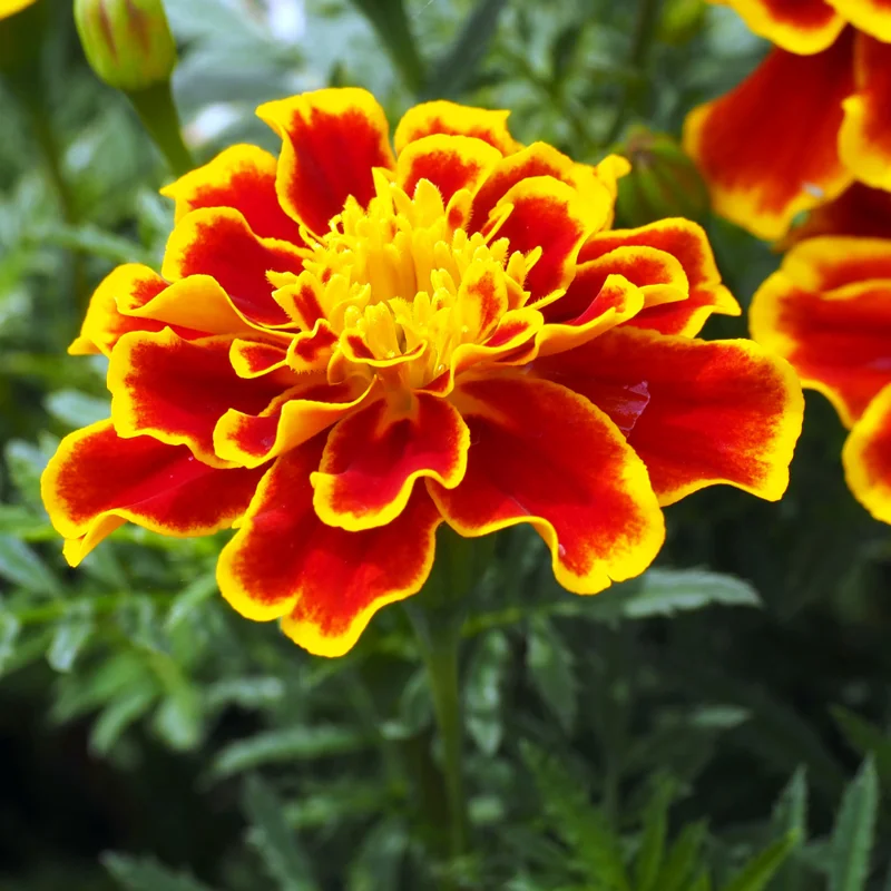 Marigold Plant Live Flowers - 4 Inch Potted Garden Plant