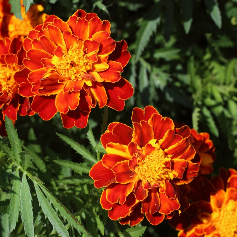 Marigold Plant Live Flowers - 4 Inch Potted Garden Plant