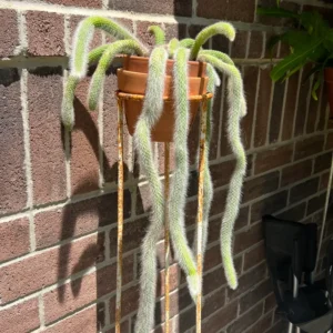 Monkey Tail Cactus Live Plant - 2 Inch Potted Succulent for Garden