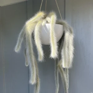 Monkey Tail Cactus Live Plant - 2 Inch Potted Succulent for Garden