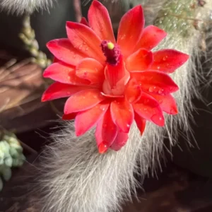 Monkey Tail Cactus Live Plant - 2 Inch Potted Succulent for Garden