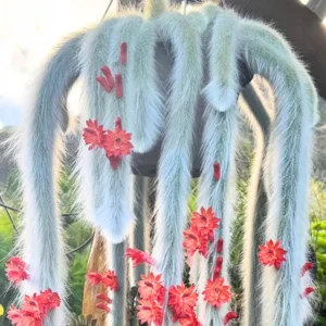 Monkey Tail Cactus Live Plant - 2 Inch Potted Succulent for Garden