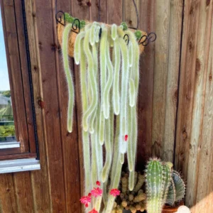 Monkey Tail Cactus Live Plant - 2 Inch Potted Succulent for Garden