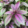 Persian Shield Plant Live - 2 Inch Potted Purple House Plant for Garden