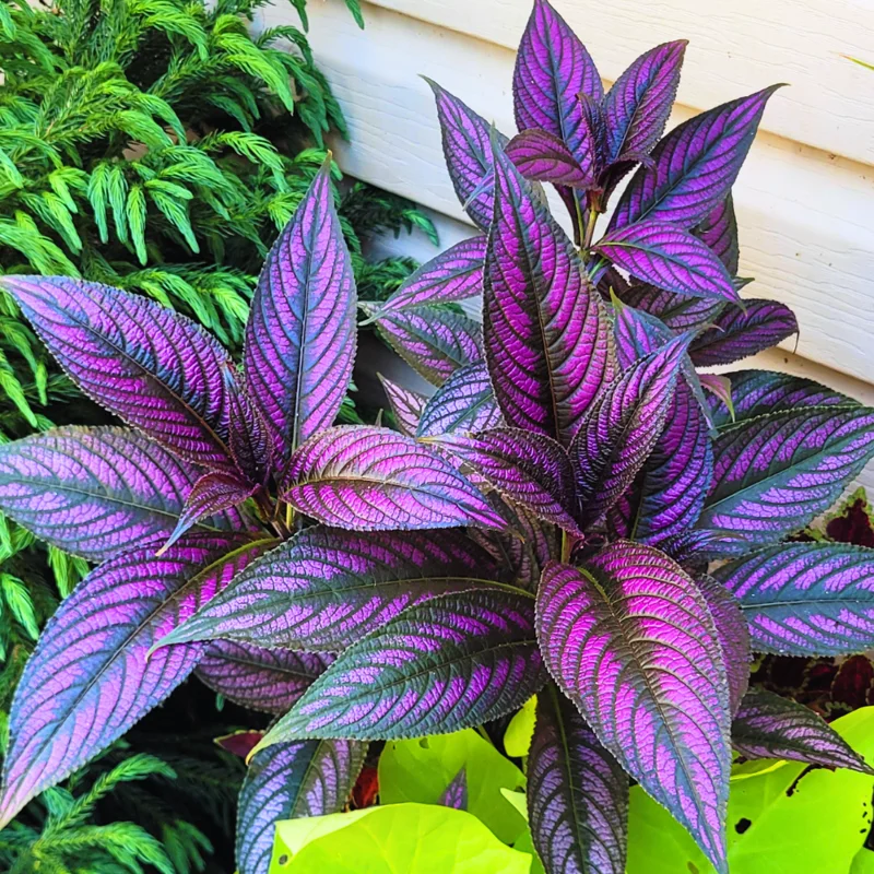 Persian Shield Plant Live - 2 Inch Potted Purple House Plant for Garden