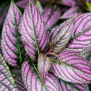 Persian Shield Plant Live - 2 Inch Potted Purple House Plant for Garden