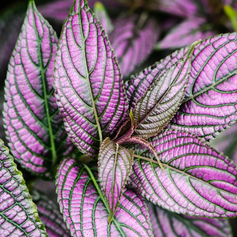 Persian Shield Plant Live - 2 Inch Potted Purple House Plant for Garden