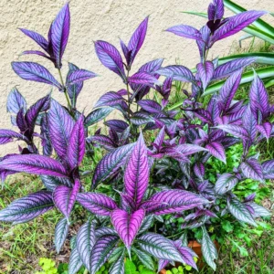 Persian Shield Plant Live - 2 Inch Potted Purple House Plant for Garden