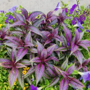 Persian Shield Plant Live - 2 Inch Potted Purple House Plant for Garden