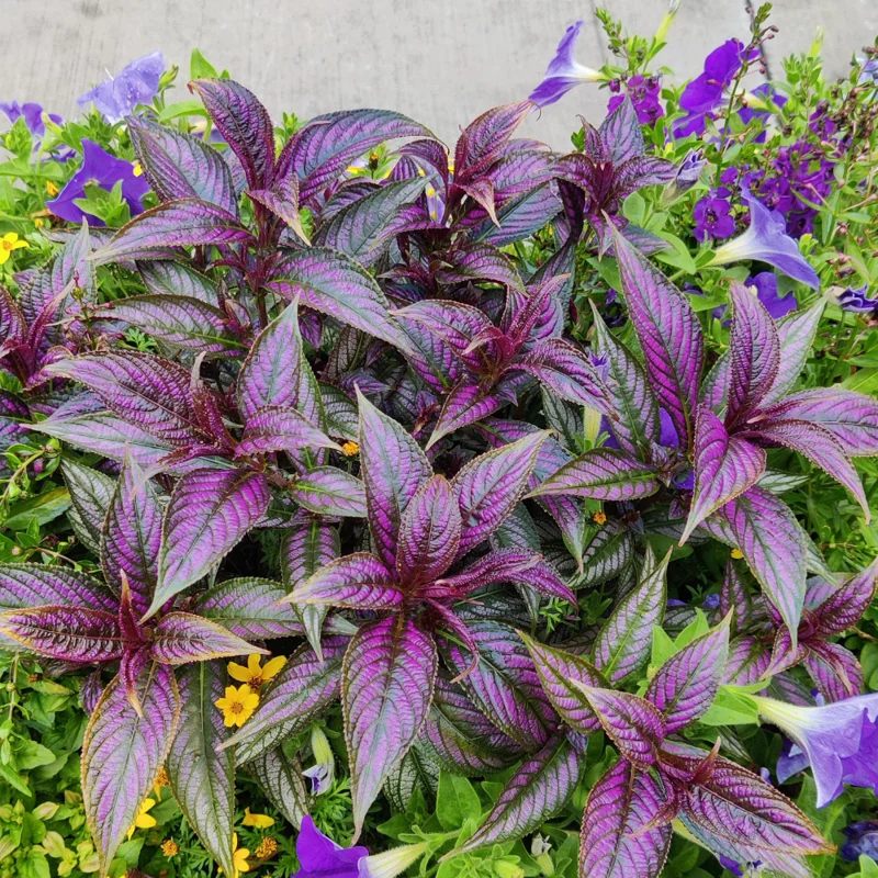 Persian Shield Plant Live - 2 Inch Potted Purple House Plant for Garden