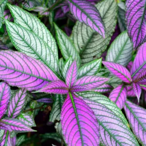 Persian Shield Plant Live - Purple Indoor/Outdoor Plant