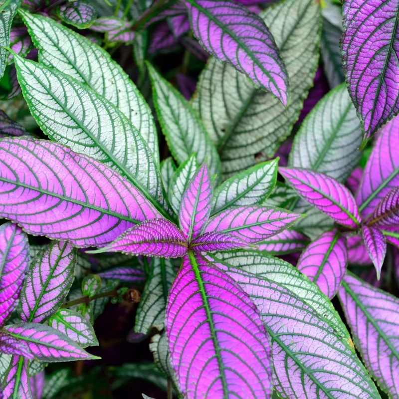 Persian Shield Plant Live - Purple Indoor/Outdoor Plant