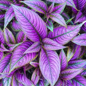 Persian Shield Plant Live - Purple Indoor/Outdoor Plant
