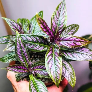 Persian Shield Plant Live - Purple Indoor/Outdoor Plant