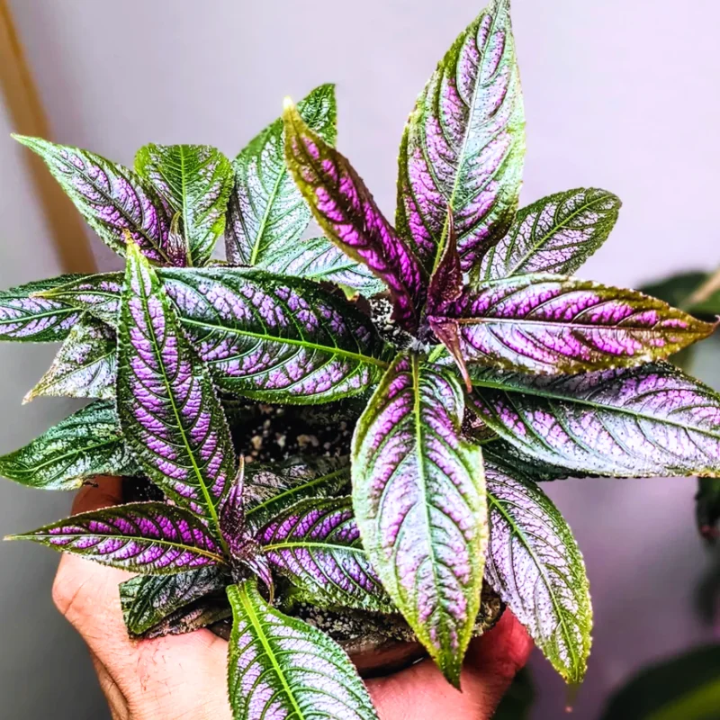 Persian Shield Plant Live - Purple Indoor/Outdoor Plant