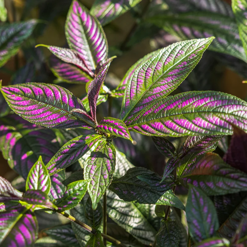 Persian Shield Plant Live - Purple Indoor/Outdoor Plant