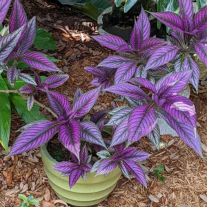 Persian Shield Plant Live - Purple Indoor/Outdoor Plant