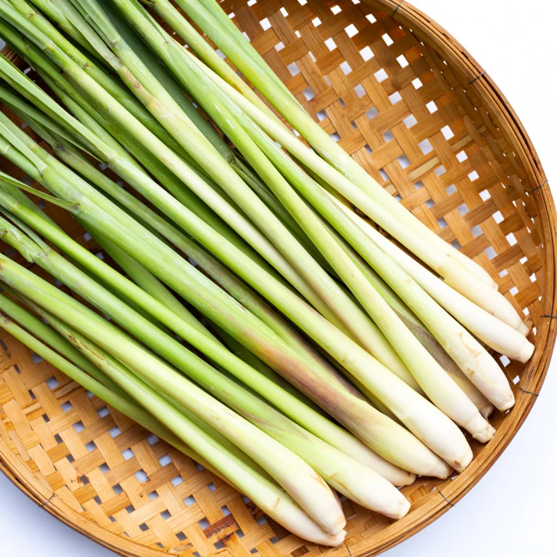 Lemongrass Plants - Pack of 3 Live Rooted Plants for Gardening