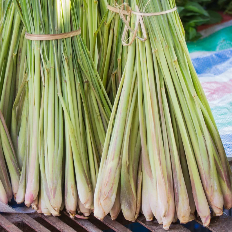 Lemongrass Plants - Pack of 3 Live Rooted Plants for Gardening