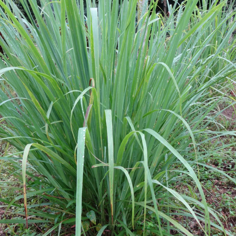 Lemongrass Plants - Pack of 3 Live Rooted Plants for Gardening
