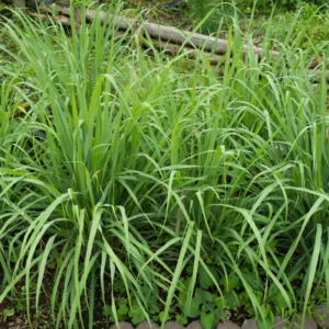 Lemongrass Plants - Pack of 3 Live Rooted Plants for Gardening