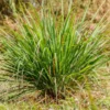 Lemongrass Plants Live Rooted 5-6 Inches Tall for Planting