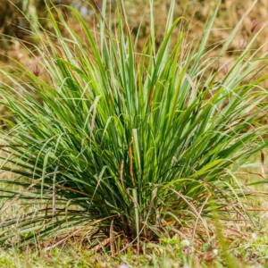 Lemongrass Plants Live Rooted 5-6 Inches Tall for Planting