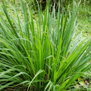 Lemongrass Plants Live Rooted 5-6 Inches Tall for Planting