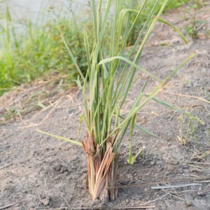 Lemongrass Plants Live Rooted 5-6 Inches Tall for Planting