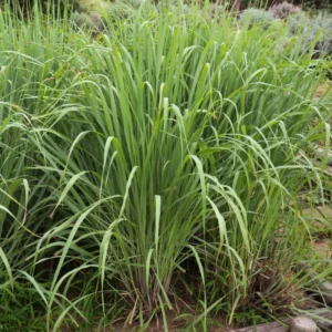Lemongrass Plants Live Rooted 5-6 Inches Tall for Planting