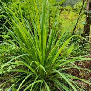 Lemongrass Plants Live Rooted 5-6 Inches Tall for Planting