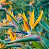 Orange Birds of Paradise Plant - Live Bareroot - 5-7 Inches Tall - Tropical Flowers