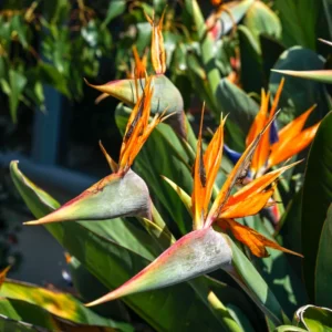 Orange Birds of Paradise Plant - Live Bareroot - 5-7 Inches Tall - Tropical Flowers