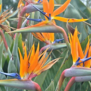 Orange Birds of Paradise Plant - Live Bareroot - 5-7 Inches Tall - Tropical Flowers