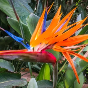 Orange Birds of Paradise Plant - Live Bareroot - 5-7 Inches Tall - Tropical Flowers
