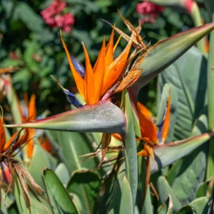Orange Birds Of Paradise Plants - 2 Pack, 5 Inches Height, Rooted Outdoor