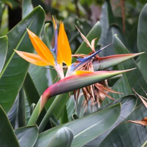 Orange Birds Of Paradise Plants - 2 Pack, 5 Inches Height, Rooted Outdoor