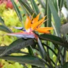 Orange Birds Of Paradise Plants - 2 Pack, 5 Inches Height, Rooted Outdoor