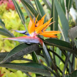 Orange Birds Of Paradise Plants - 2 Pack, 5 Inches Height, Rooted Outdoor