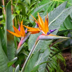 Orange Birds Of Paradise Plants - 2 Pack, 5 Inches Height, Rooted Outdoor