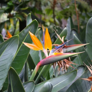 Orange Birds Of Paradise Plants - 2 Pack, 5 Inches Height, Rooted Outdoor