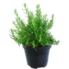 Tuscan Blue Rosemary Plants Set - Live Rosemary Plant 4 Inch