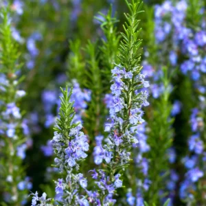 Tuscan Blue Rosemary Plants Set - Live Rosemary Plant 4 Inch