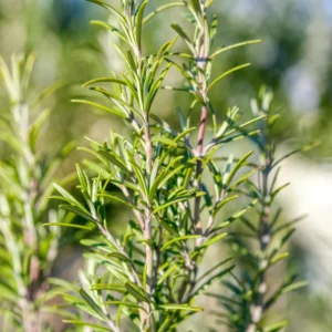 Tuscan Blue Rosemary Plants Set - Live Rosemary Plant 4 Inch