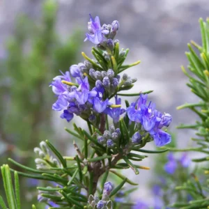 Tuscan Blue Rosemary Plants - 3 Live Bushes - 4-5 Inches - Garden Herbs