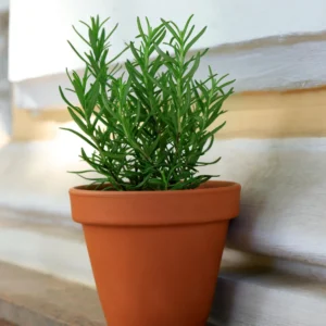 Tuscan Blue Rosemary Plants - 3 Live Bushes - 4-5 Inches - Garden Herbs