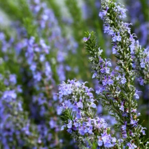 Tuscan Blue Rosemary Plants - 3 Live Bushes - 4-5 Inches - Garden Herbs