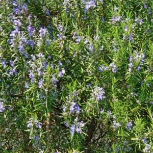 Tuscan Blue Rosemary Plants - 3 Live Bushes - 4-5 Inches - Garden Herbs